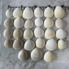 ホワイト　貝殻　素材 27個セット　工作資材　ハンドメイド資材