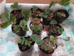 イチゴ苗　9株　ポットごと