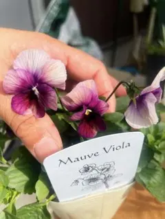 gomagoma2012様 リクエスト 2点 まとめ商品