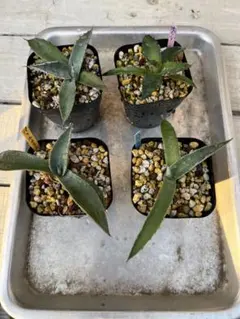 2025年最新】アガベ 実生 セットの人気アイテム - メルカリ