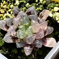 ぽ*こ様 OB-1オブツーサ錦　親株　超美株　ハオルチア　観葉植物　36