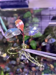 2026年最新】ブセファランドラspの人気アイテム - メルカリ