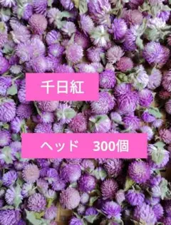 ドライフラワー☆千日紅ピンク　300個