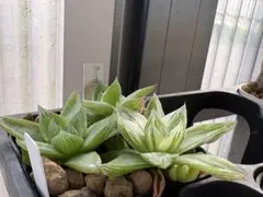 多肉植物 旧氷砂糖 錦 2苗抜き苗 - メルカリ