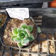 2025年最新】中里リンゼアナの人気アイテム - メルカリ