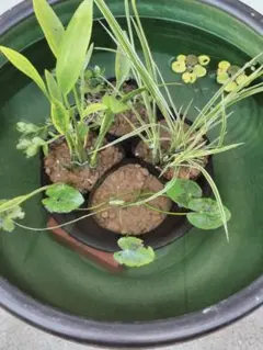 ビオトープセット(水草4種)のサムネイル