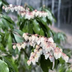アセビ（抜き苗）アセビ苗木のサムネイル