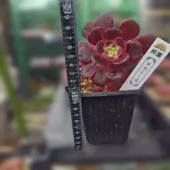 アエオニウム メデューサ 大きめカット苗 1顔 - メルカリ