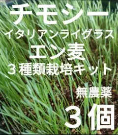 チモシー　イタリアンライグラス　エン麦　栽培キット　オーツヘイ　うさぎ　種　牧草