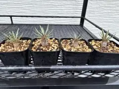 パキポディウム　グラキリス　4株セットB 塊根植物のサムネイル