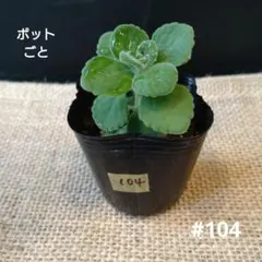 苗】アロマティカス ポットごと 1苗 根付き苗 #105 - メルカリ