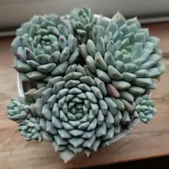 多肉植物　エケベリア　クリッシーエヌライアン②