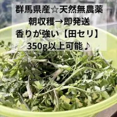 マサ様専用　500