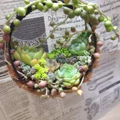 2026年最新】多肉植物 寄せ植え そのまま飾れるの人気アイテム - メルカリ