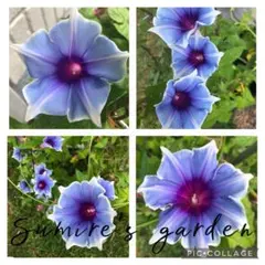 Mahalu様 リクエスト 2点 まとめ商品