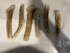 中古　鹿の角　6本セット　犬　噛む　おもちゃ　歯石のサムネイル