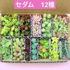 多肉植物　セダム　カット苗　12種　箱いっぱい　詰め合せ　寄せ植えセットB