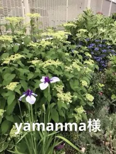 yamanma様 専用です。ヘイズスターバーストの苗