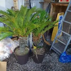 ① 蘇轍 ソテツ 子株 観葉植物 発根済み セット販売 - メルカリ