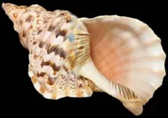 法螺貝 超特大 約41cm 重量級 約1.6kg ホラガイ ホラ貝 ほら貝 螺貝