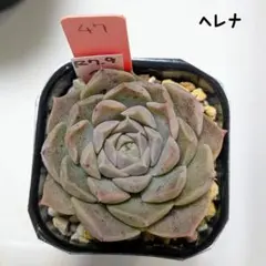 2026年最新】ヘレナ 多肉植物の人気アイテム - メルカリ