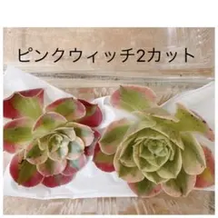 2026年最新】観葉植物 アエオニウムの人気アイテム - メルカリ
