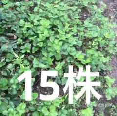 無農薬のいちごの苗