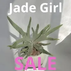 植物大好き様 リクエスト 2点 まとめ商品