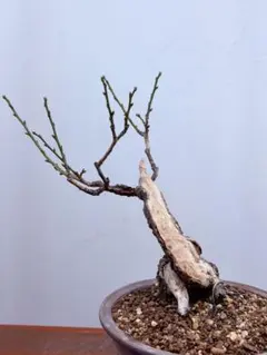 2025年最新】盆栽野梅の人気アイテム - メルカリ