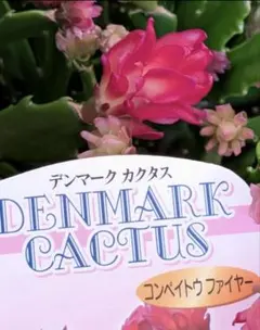 シャコバサボテン　コンペイトウファイヤー　抜き苗！今年の花期待できる！のサムネイル