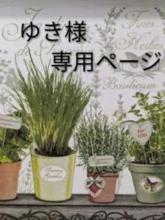 ☆ゆき様専用ページ☆ガッツサボテン•花サボテン♪