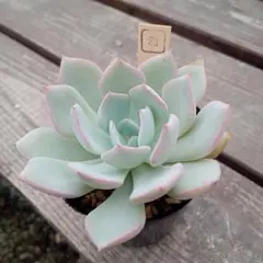 Merry様 リクエスト 3点 まとめ商品