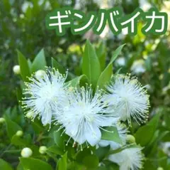 クミコ様 リクエスト 2点 まとめ商品