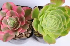 2026年最新】観葉植物 アエオニウムの人気アイテム - メルカリ