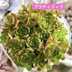 ロスラリア　プラティフィラ 抜き苗ポットの中全部