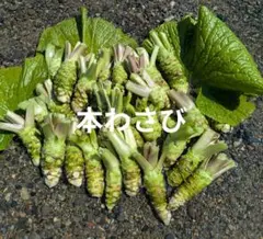 生わさび 大小混合 1kg分 - メルカリ