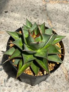 アガベ　海王親株　メルカリ便 アガベ チタノタ 海王 親株 - メルカリ