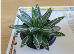 2025年最新】笹の雪 ダルマの人気アイテム - メルカリ