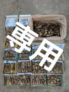 ★キキ様専用★　やまと芋　5kg　多古町産　新物　種芋