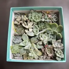 エケベリア　カット苗詰め合わせ
