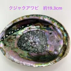 NO58-93 クジャクアワビ(貝殻) 磨き　約19.3cm