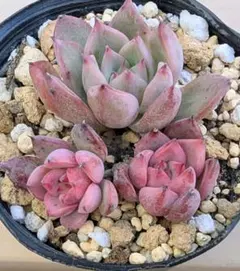 2025年最新】コロラータの人気アイテム - メルカリ