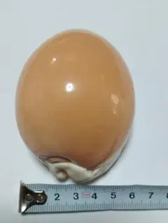 貝殻　ナンヨウタカラ ナンヨウダカラガイ[現品]【NO.5/約8.7cm/1個】 En:Golden cowrie