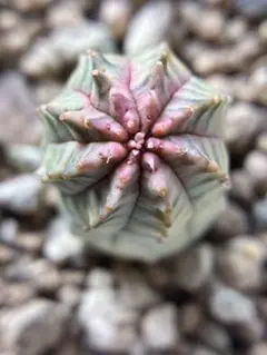 Top【選抜株】多肉植物 24947オービキュラータ錦 10個 鉢無し/脱土