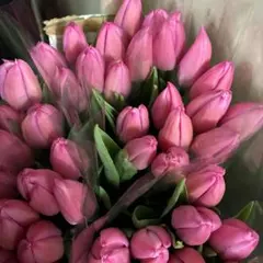 チューリップ　クリスマスドリーム　ネコポス　生花