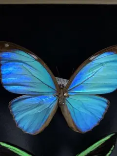 2026年最新】モルフォ 標本の人気アイテム - メルカリ