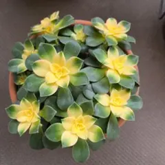 アエオニウム　夕映え　多肉植物　 緑と黄色のロゼット状アエオニウム