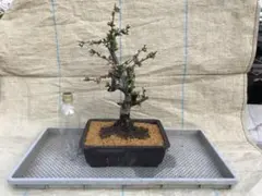 2026年最新】ボケ 東洋錦の人気アイテム - メルカリ