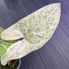 特価❣️超希少 Begonia bulu 'Jambi'ジャンビ ベゴニア 原種 - メルカリ