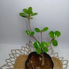 み*ん様 発根済み⬛︎ 白 パンダ ガジュマル ⬛︎ 希少 み*ん様 発根済み⬛︎ 白 パンダ ガジュマル ⬛︎ 希少